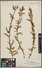 Foto von Salix alba L. x Salix fragilis L.